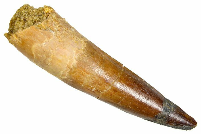 Fossil Spinosaurus Tooth - Real Dinosaur Tooth #380979